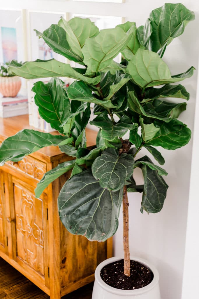 Fiddle leaf fig plant, house pant, boho decor
