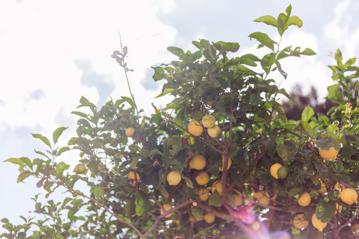 Lemon tree in Lefkes Paros