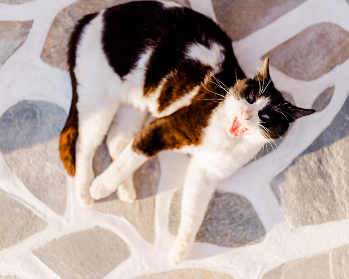 Cat in Paros