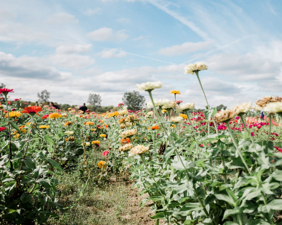 Flowers in Vanhoutte Farms Michigan Vanhoutte Farms Michigan