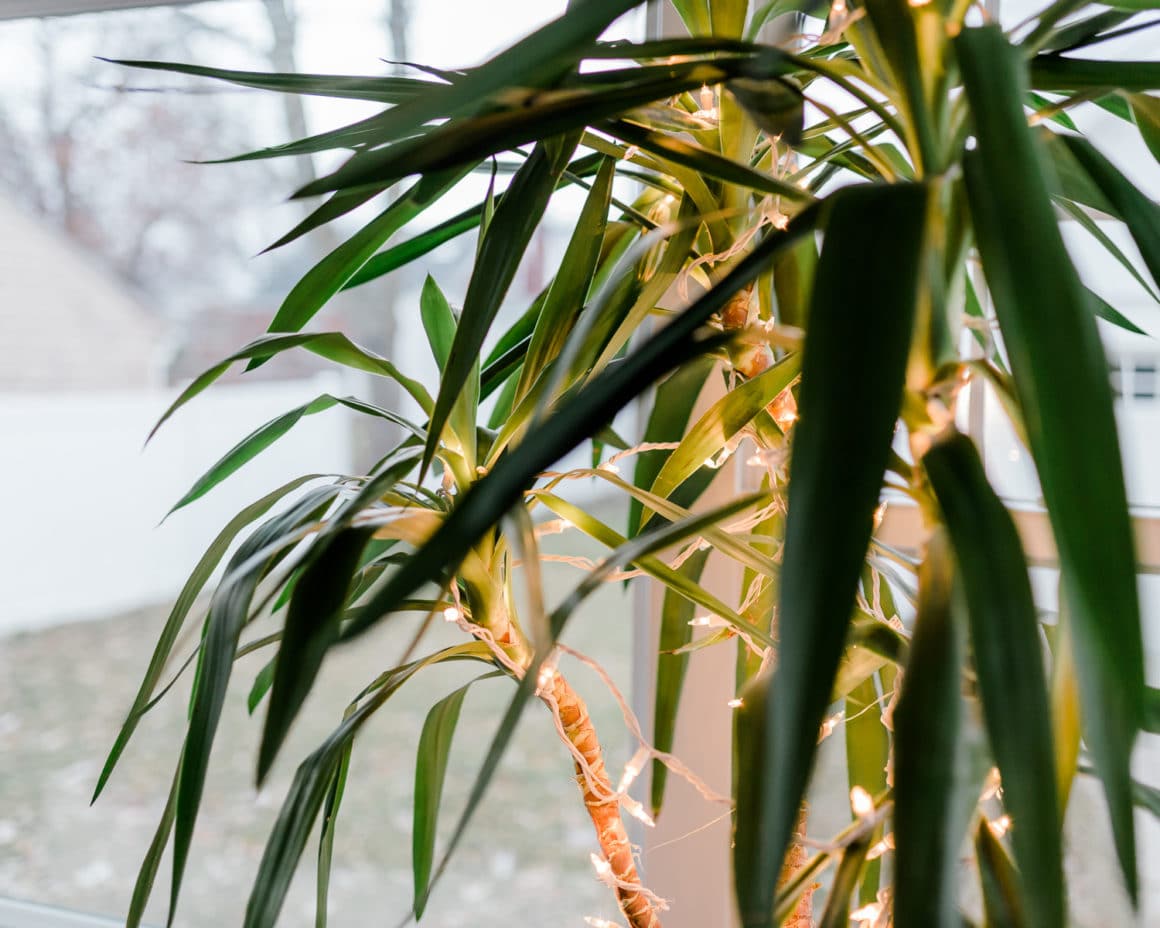 Christmas lights in tropical tree Christmas lights in tropical tree