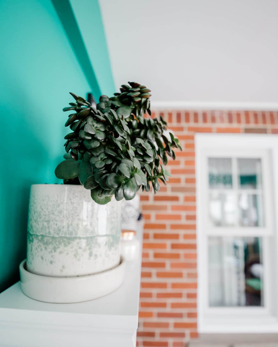 room plant decor